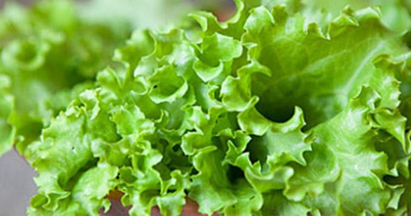 Azerbaijan begins importing lettuce from UAE