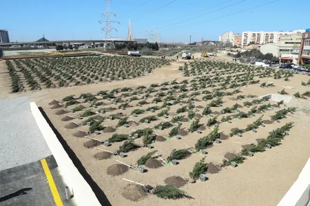 Tree-planting campaign held in Baku