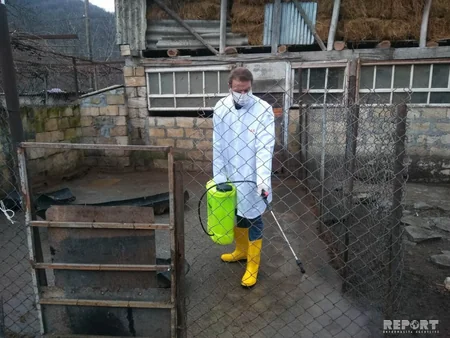 Gürcüstanla sərhəd olan Qax rayonunda donuz qripinə qarşı tədbirlər görülür - FOTO