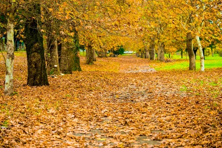 Lənkəranda Qızıl payız - FOTOREPORTAJ