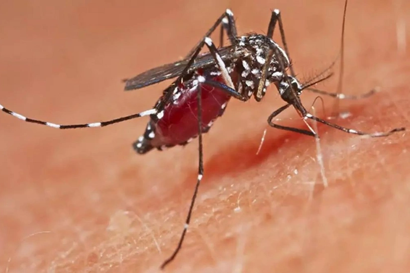 Şimali Kiprdə Qərbi Nil virusu tapılıb, müalicəsi yoxdur