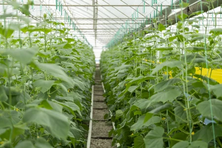 Məcnun Məmmədov Şabranda təsərrüfatlara baş çəkib, fermerlərlə görüşüb