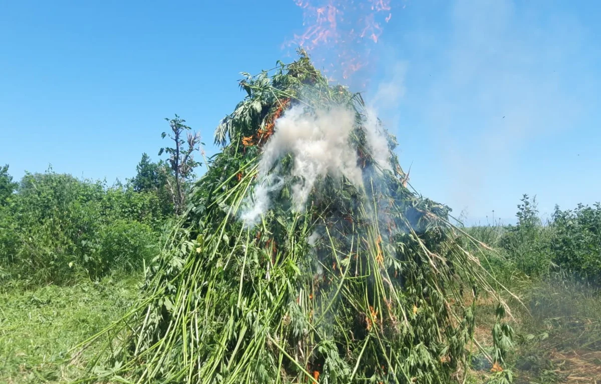 Zaqatalada 2 tondan artıq narkotik vasitə məhv edilib