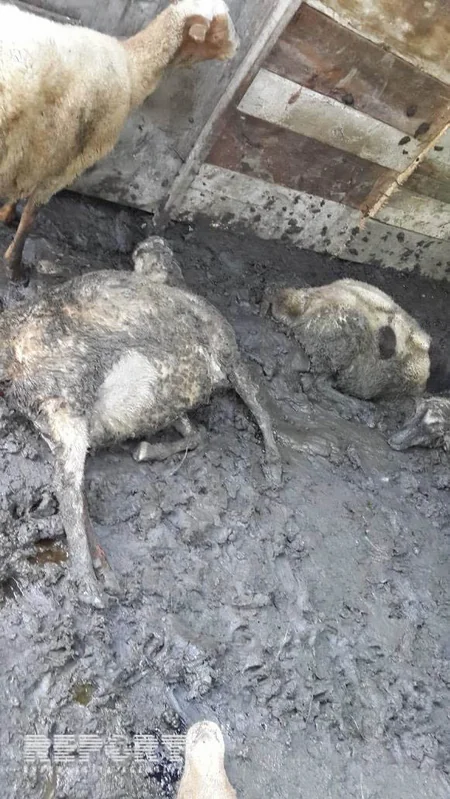 ​Zaqatalada canavarlar kəndə hücum edərək 20-yə yaxın qoyunu parçalayıblar - FOTO