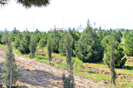 ETSN: Son 3 ayda 160 mindən çox ağac əkilib