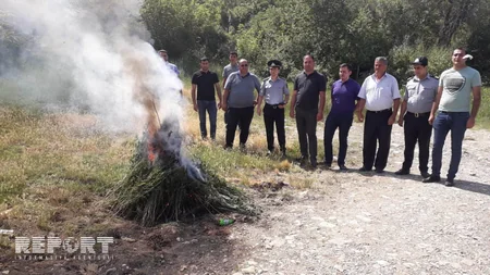 Ağsuda 1100 kiloqram çətənə kolu yandırılaraq məhv edilib - FOTO