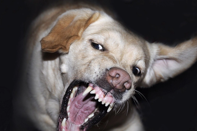 Keşlədə 3 yaşlı qızın üzünü it dişləyib