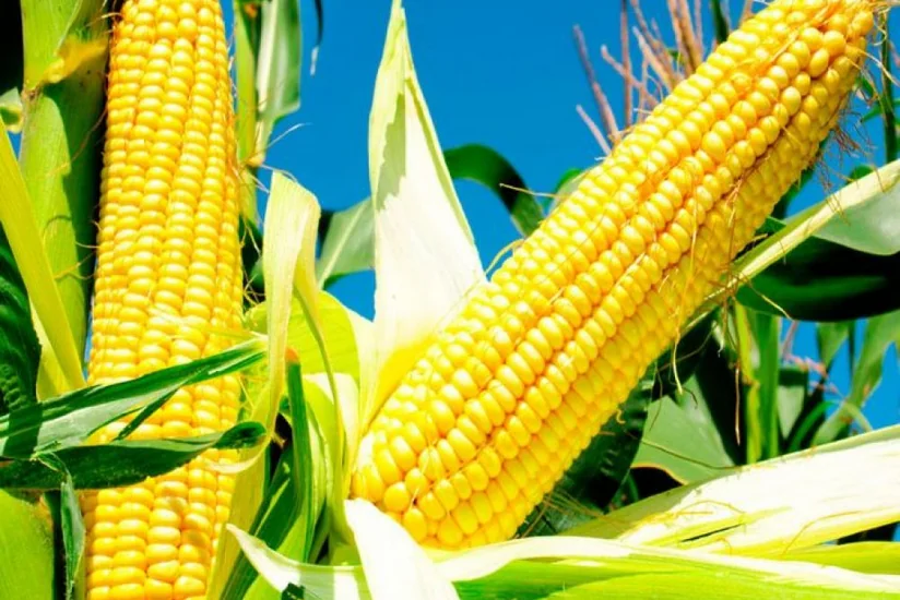 Германия возобновила поставки кукурузы в Азербайджан
