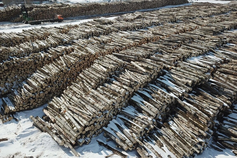 Владимирская область РФ поставила в Азербайджан и другие страны свыше 50 тыс. единиц древесины