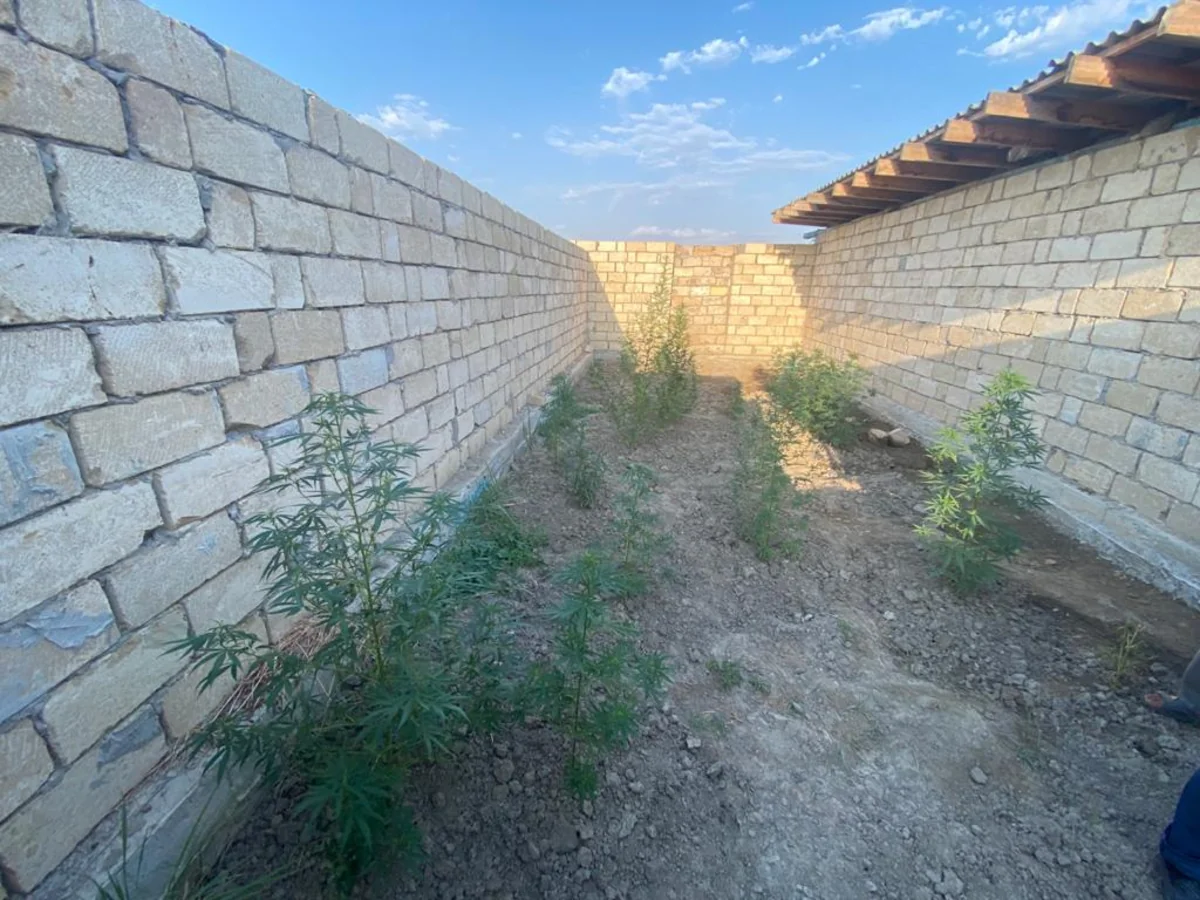 Kürdəmir sakinindən külli miqdarda narkotik vasitə aşkarlanıb