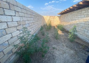 Kürdəmir sakinindən külli miqdarda narkotik vasitə aşkarlanıb