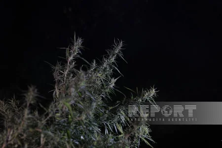 В Ходжалы обнаружена очередная плантация наркотиков