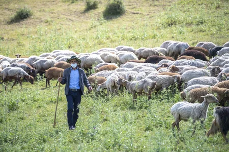 Azərbaycanda qoyun sürülərinin yaylağa köçü başlayıb
