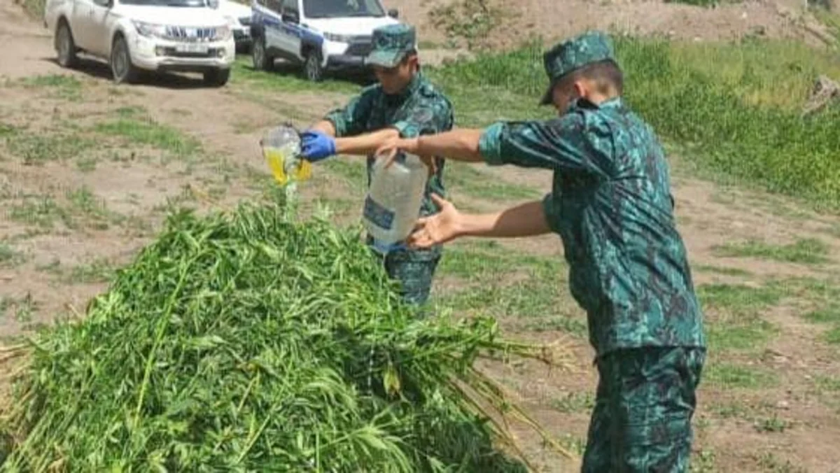 Laçında bir tondan artıq çətənə kolu məhv edilib