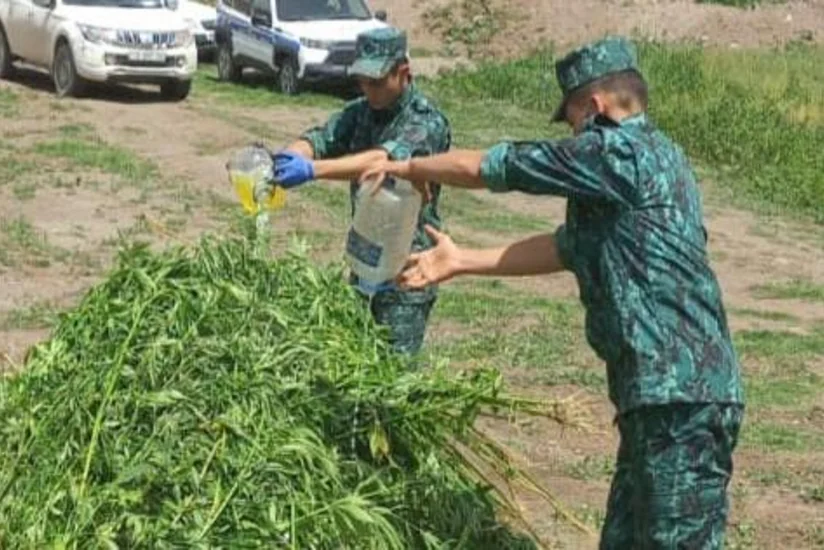 Laçında bir tondan artıq çətənə kolu məhv edilib