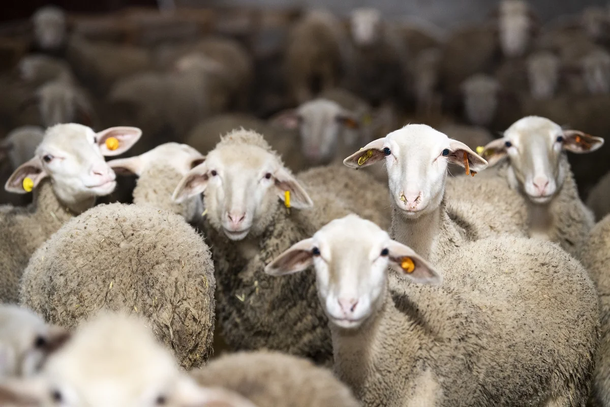 Bakıda və Abşeronda Qurban bayramı yarmarkası keçiriləcək