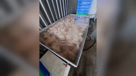 Buzovnada dönər emalı müəssisəsində ciddi nöqsanlar aşkarlanıb