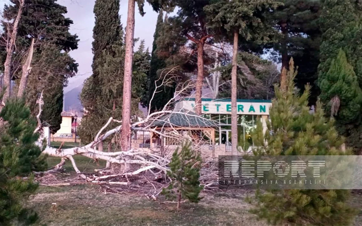 Oğuzda güclü külək iri gövdəli ağacı park ərazisinə aşırıb 