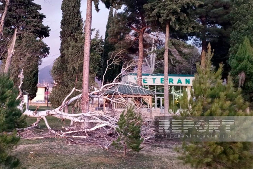 Oğuzda güclü külək iri gövdəli ağacı park ərazisinə aşırıb 
