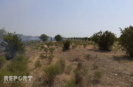 Kürdəmirdə nar bağında baş vermiş yanğın söndürülüb - VİDEO - YENİLƏNİB