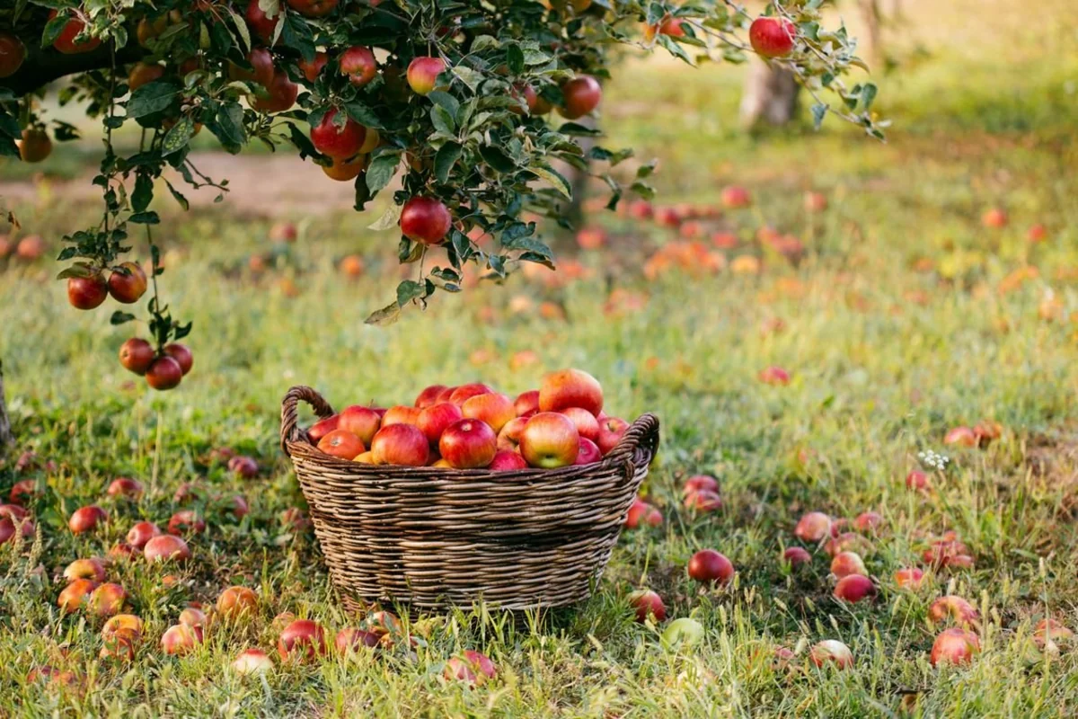 Azerbaijan’s apple exports to UAE skyrocket