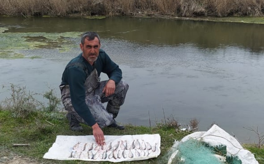 Neftçalada qanunsuz balıq ovu ilə məşğul olan şəxs saxlanılıb