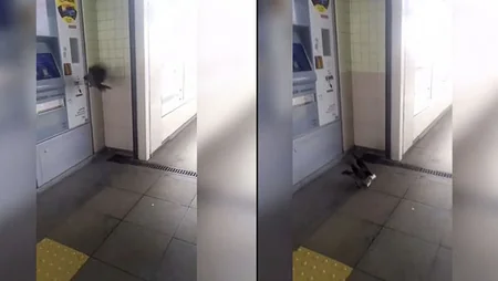 Pulu kartına yükləyəcəkdi, qarğa götürüb apardı - FOTO - VİDEO
