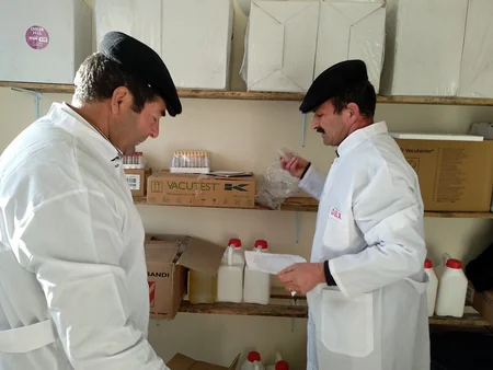 Qəbələdə heyvanlar arasında profilaktik peyvəndləmə və diaqnostik müayinə tədbirləri davam etdirilir