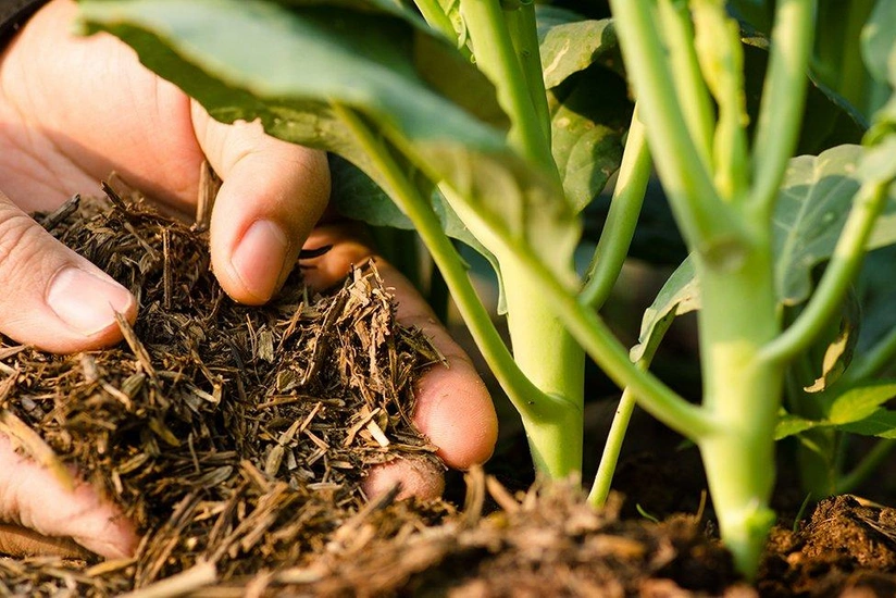 Azərbaycan iki ölkədən gübrə tədarükünü bərpa edib