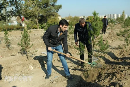 Dövlət Bayrağı günü münasibətilə Gəncədə ağacəkmə aksiyası keçirilib - FOTO