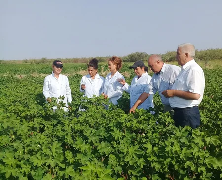 Fitosanitar Xidməti iki rayonda bioloji mübarizə tədbirlərinin ikinci mərhələsinə başlayıb