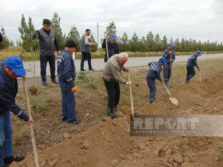 “Yaşıl dünya naminə həmrəylik ili” çərçivəsində Biləsuvarda 2 mindən çox ağac əkilib