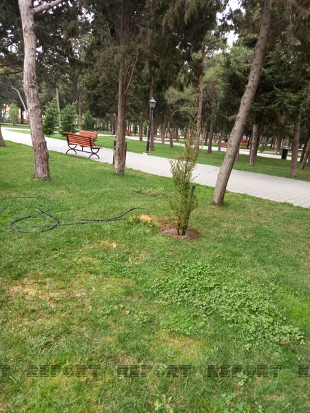 Bakıda parkda ağaclar niyə kəsilib? - AÇIQLAMA