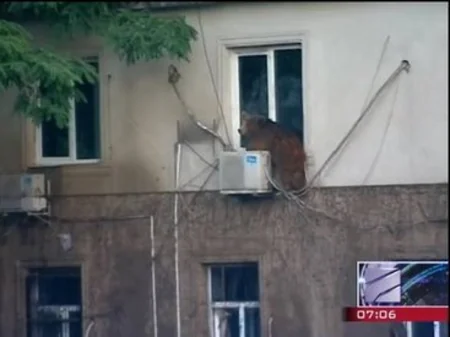 ​Tbilisidə zoopark dağılıb, heyvanlar şəhər küçələrinə axışıb - FOTO