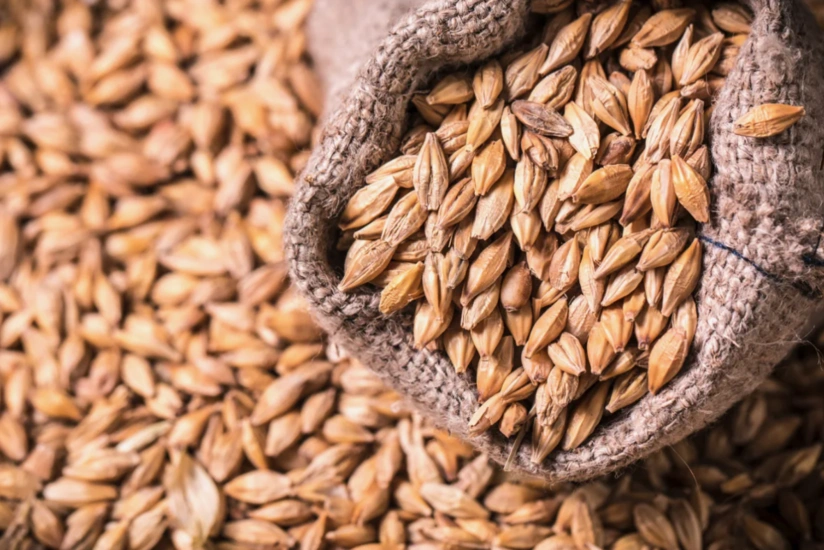 İmişlidə arpa əkininə başlanılıb