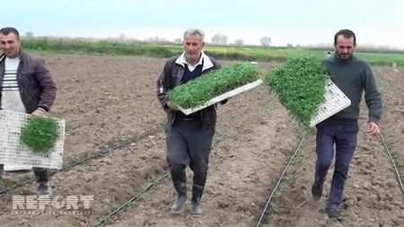 Saatlıda yeni texnologiya ilə pomidor əkilir - VİDEOREPORTAJ