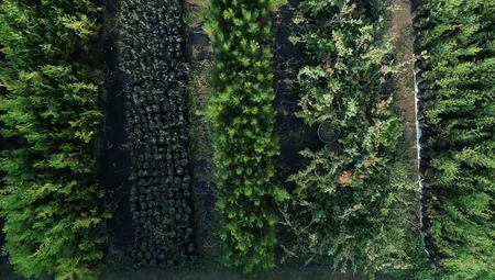 Azərbaycanda rekord sayda ağac əkiləcək