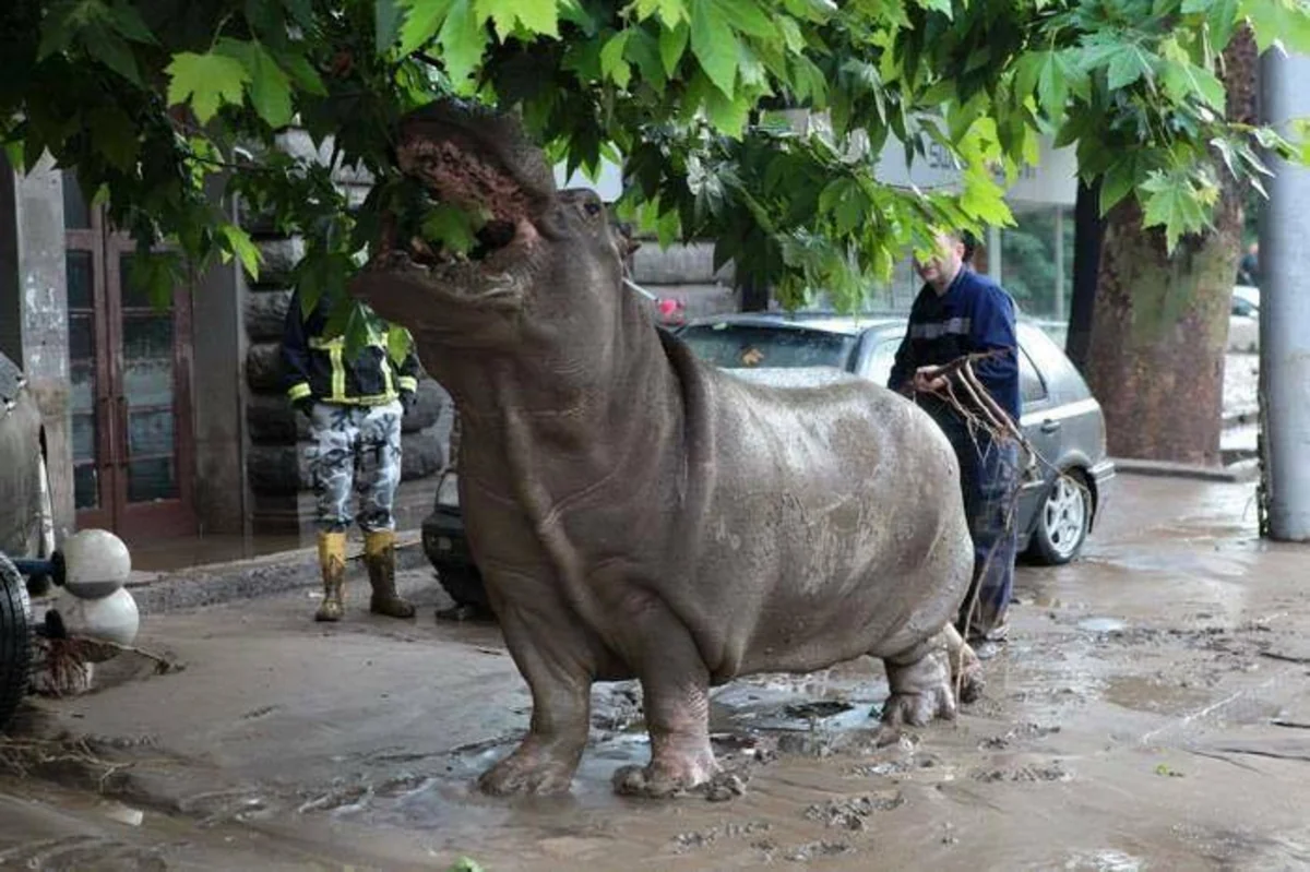 ​Tbilisidə zoopark dağılıb, heyvanlar şəhər küçələrinə axışıb - FOTO