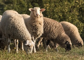 Azerbaijan’s sheep imports from Russia grew by 47 times in 1Q2025