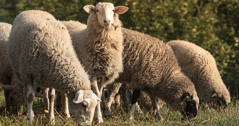 Azerbaijan’s sheep imports from Russia grew by 47 times in 1Q2025