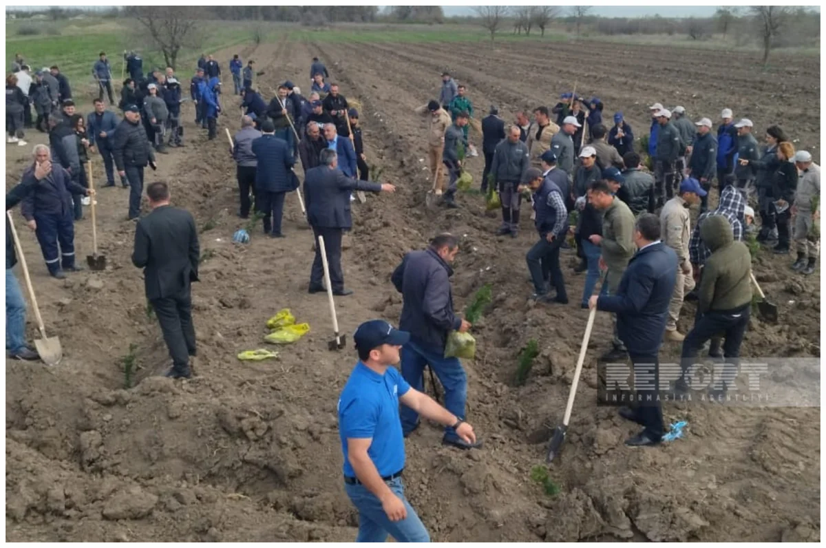 В Карабахе прошла акция по посадке деревьев