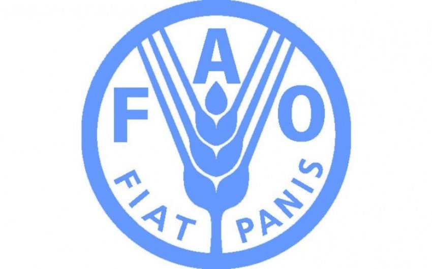 FAO: Ərzaq ucuzlaşmaqda davam edir