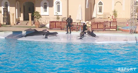 Qırmızı dəniz sahilindəki ecazkar və nadir gülləri ilə məşhur şəhərdən - REPORTAJ