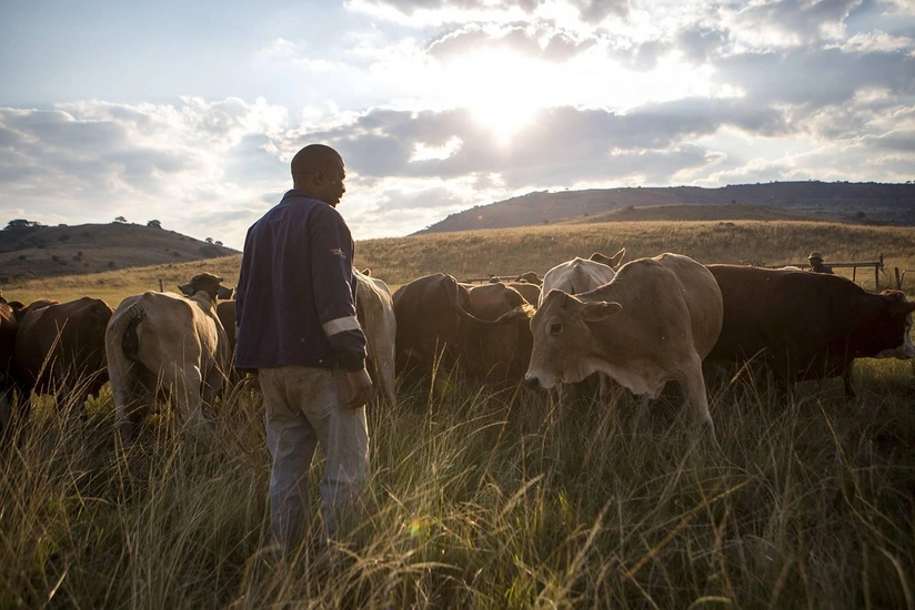 Nigeriyada azı 110 nəfər öldürülüb
