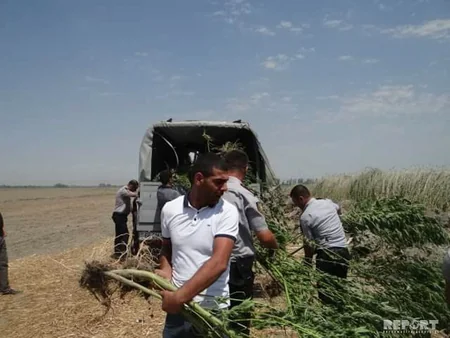 Yevlaxda 1 tondan çox narkotik kollarının yetişdirildiyi plantasiya aşkar edilib - FOTO