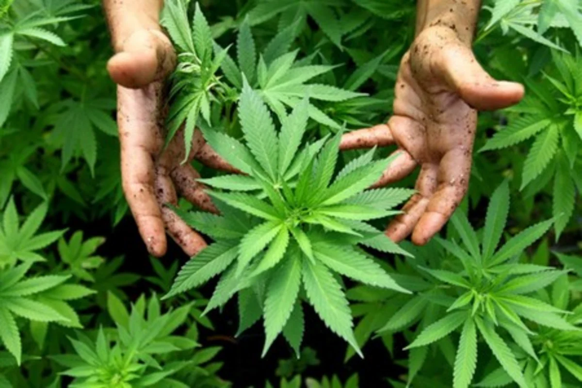 Qaxda çətənə kolları becərən keçmiş məhkum saxlanılıb