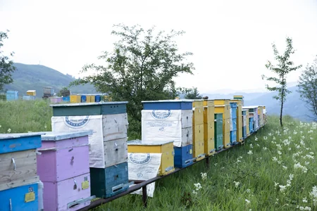 Завершается переселение овцеводческих и пчеловодческих хозяйств в Карабах