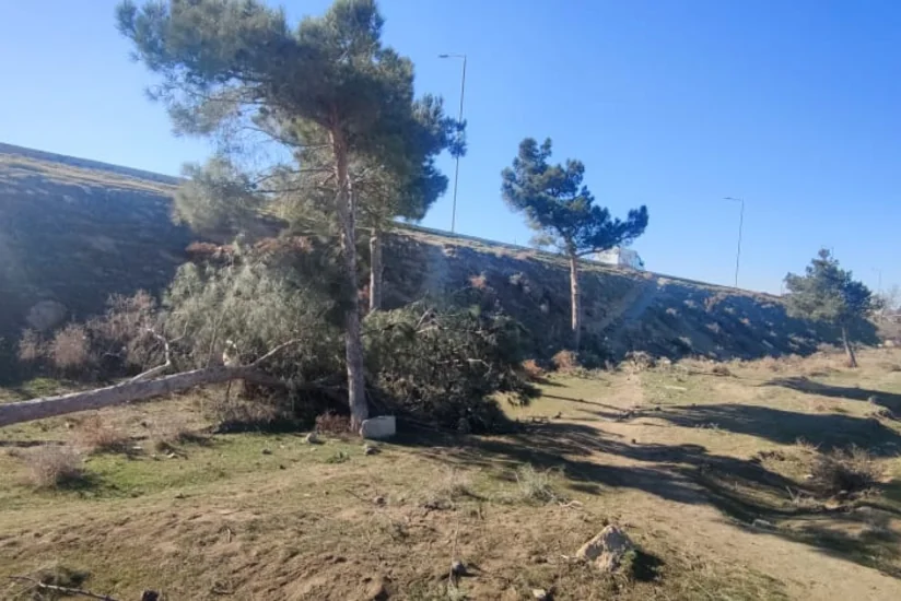 Bakı-Şamaxı yolunda şam ağacları kəsilib
