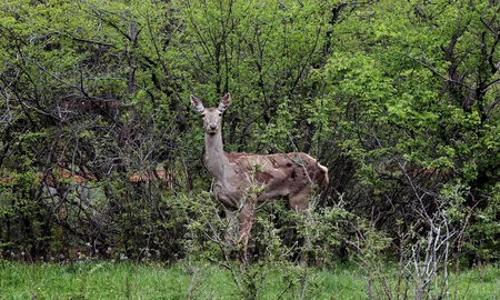 Tbilisi zooparkının sevimli və nəcib sakinləri - Azərbaycanın hədiyyəsi - VİDEOREPORTAJ