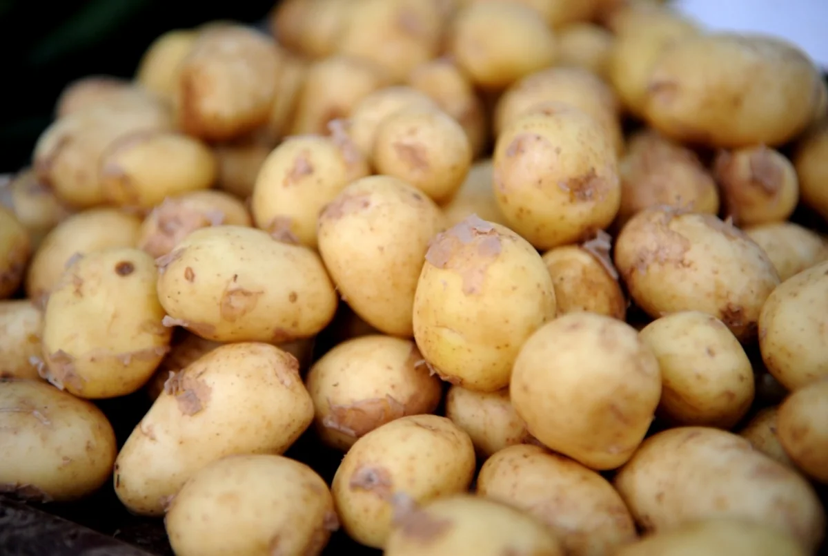 Azərbaycan Çinə orqanik məhsullar ixrac edəcək